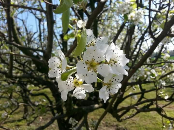 Azienda Agrituristica Scotti Somma Lombardo Eksteriør bilde